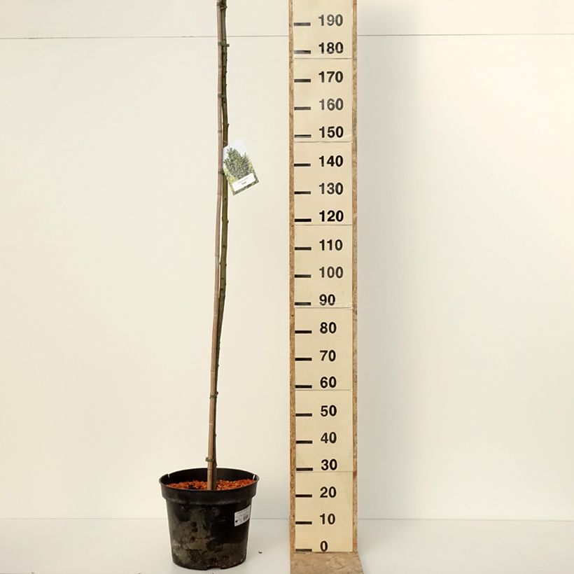 Spécimen de Fraxinus pennsylvanica Crispa - Frêne de Pennsylvanie - Pot de 30L/35L tel que livré en hiver