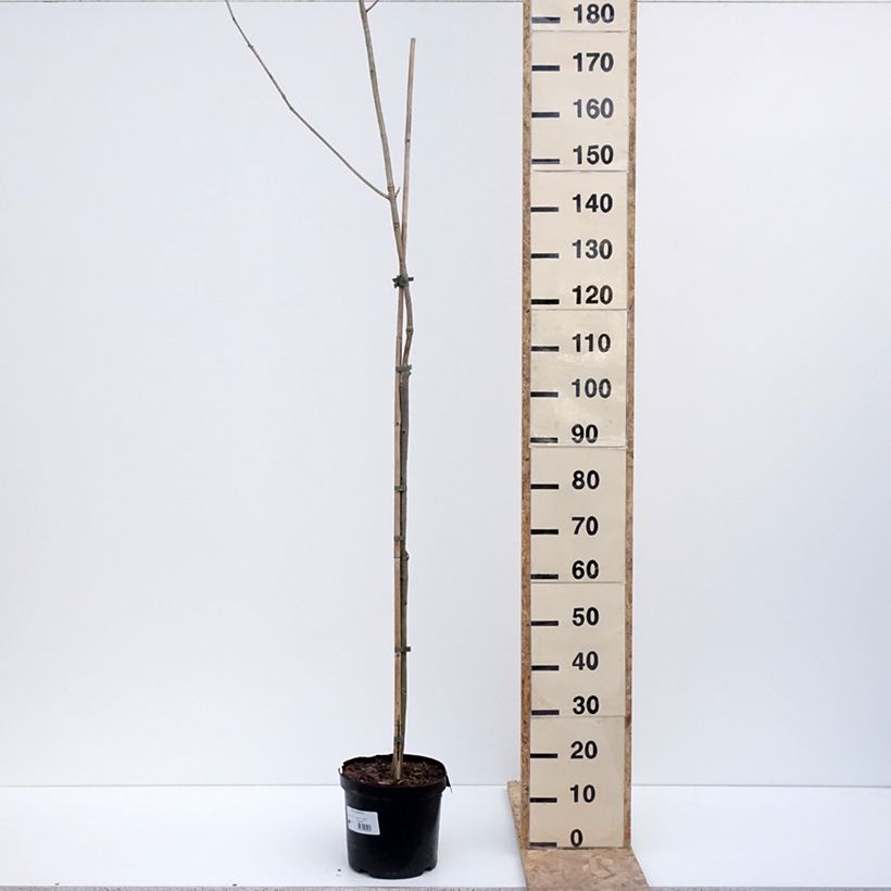 Spécimen de Fraxinus spaethiana - Frêne de Spaeth - Pot de 7,5L/10L tel que livré en hiver