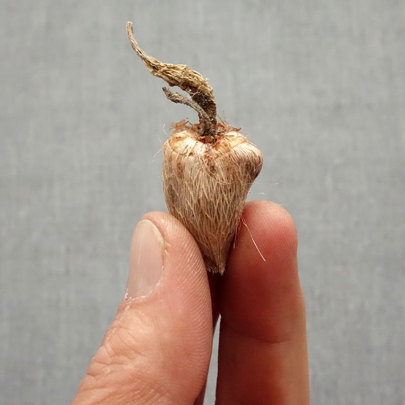Spécimen de Freesia Double Rose - Muguet du Cap tel que livré au printemps