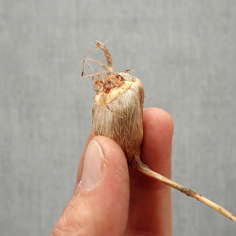 Spécimen de Freesia Simple Rose - Muguet du Cap tel que livré au printemps