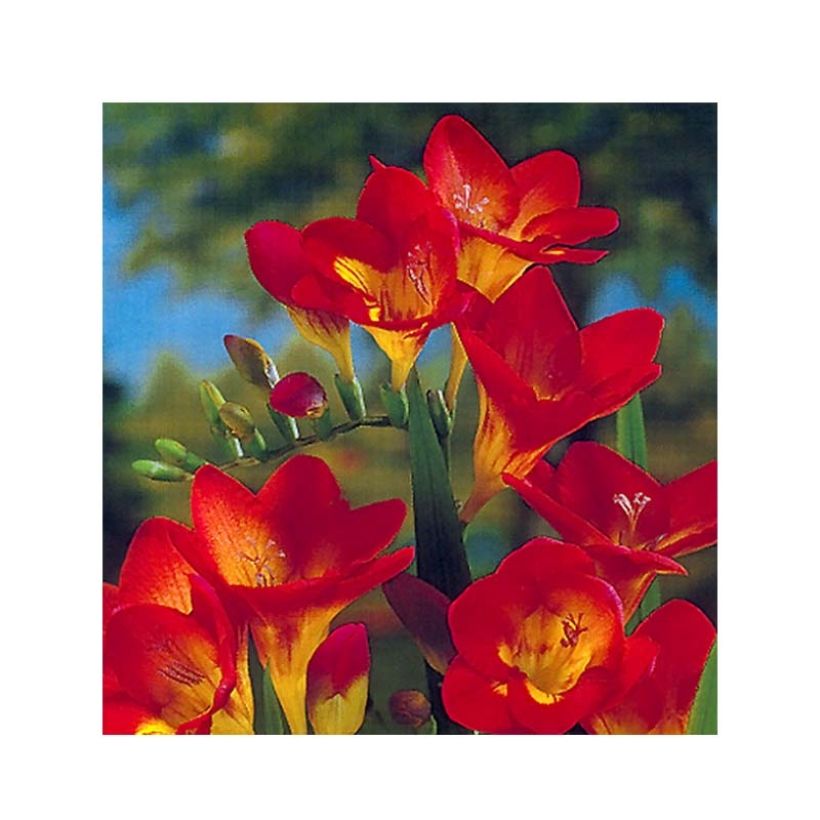 Freesia simple rouge - Muguet du Cap (Floraison)