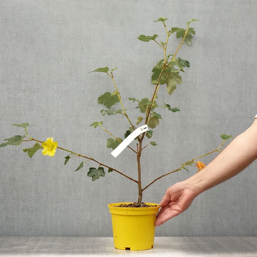 Spécimen de Fremontodendron californicum - Fremontia de Californie Pot de 2L/3L tel que livré en été