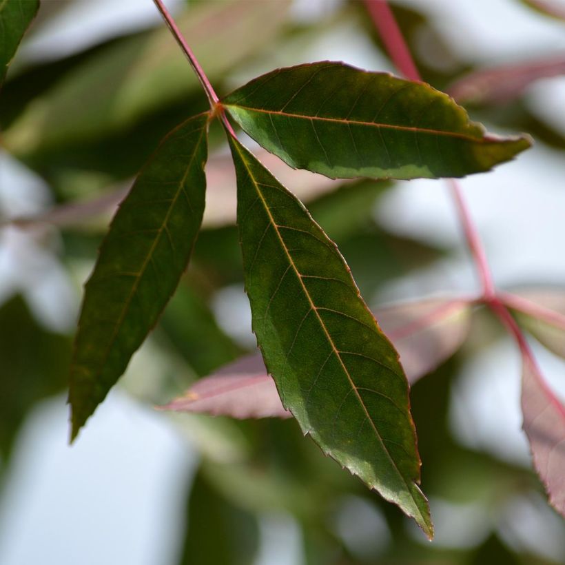 Frêne - Fraxinus angustifolia Raywood (Feuillage)