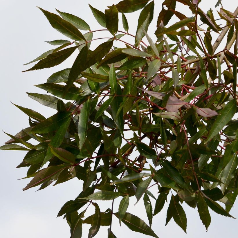 Exemple de spécimen de Frêne - Fraxinus angustifolia Raywood tel que livré