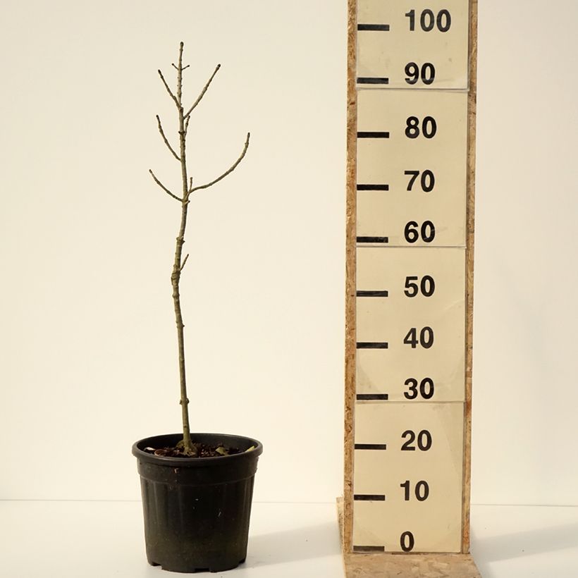 Spécimen de Frêne nain - Fraxinus excelsior Abiona Pot de 7,5L/10L, TigeHauteur livrée env. 60/80cm tel que livré en hiver
