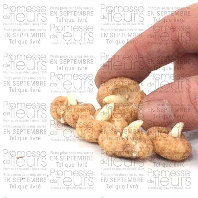Exemple de spécimen de Fritillaire hermonis ssp. amana Bulbe tel que livré