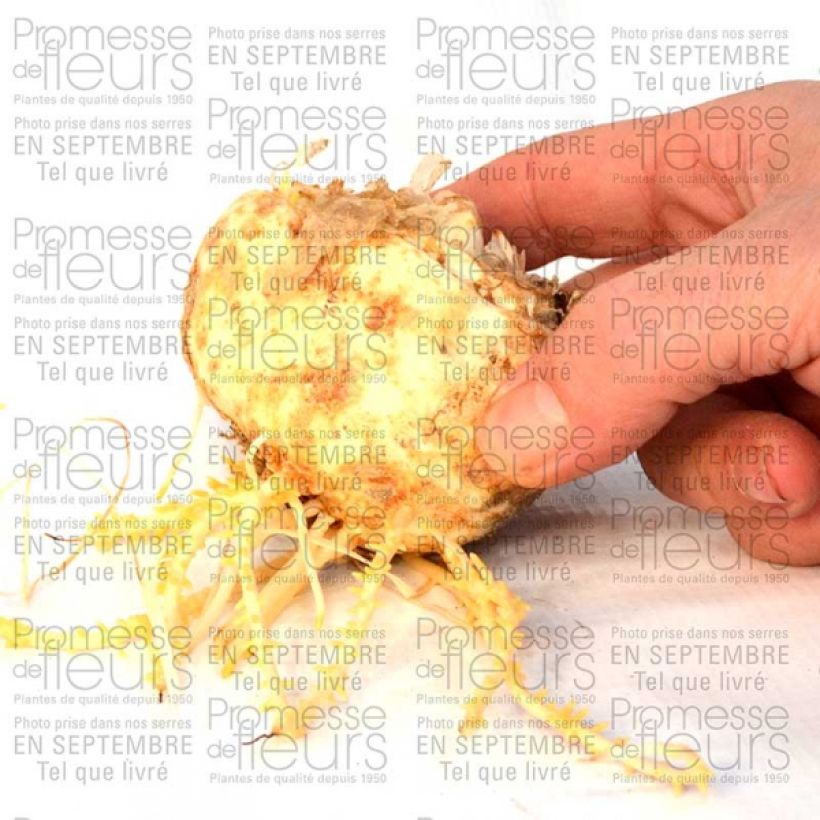 Exemple de spécimen de Fritillaire imperialis Aureomarginata - Couronne impériale Bulbe tel que livré