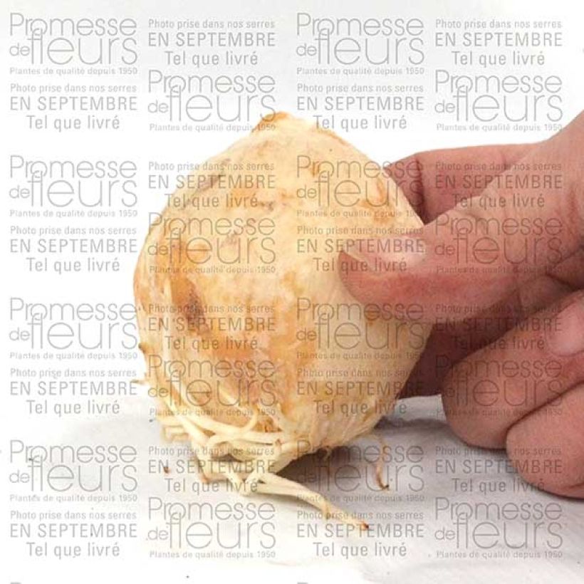 Exemple de spécimen de Fritillaire persica Adiyaman - Fritillaire de Perse noire Bulbe tel que livré