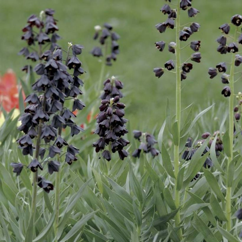 Fritillaire persica Adiyaman - Fritillaire de Perse noire (Port)