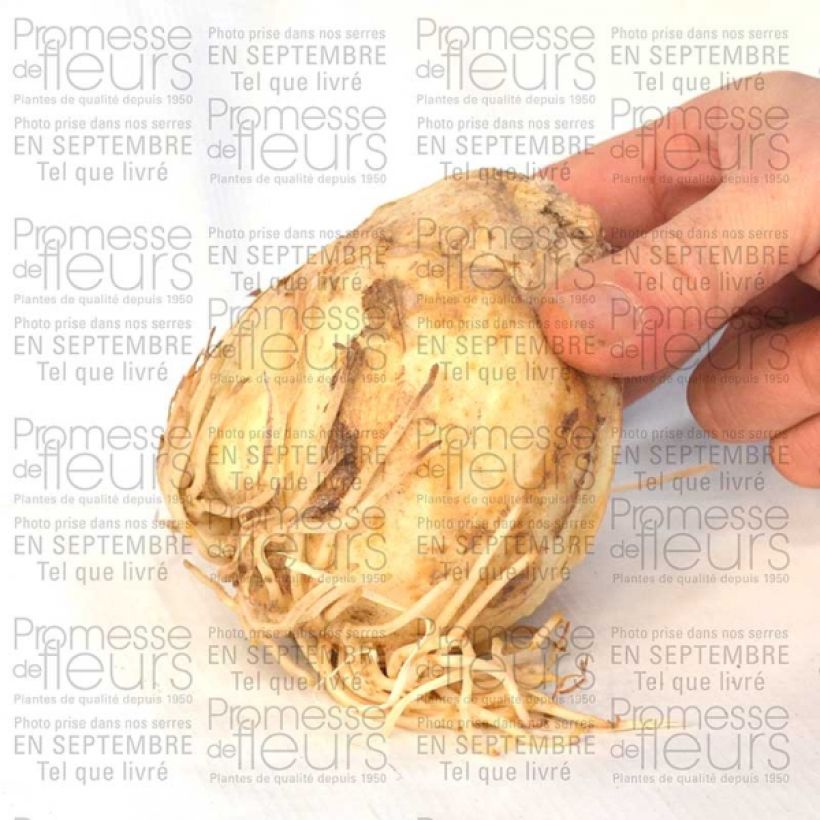 Exemple de spécimen de Fritillaire persica Bicolor Magic Bells Bulbe calibre 18/20 tel que livré