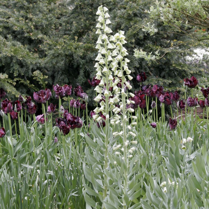 Exemple de spécimen de Fritillaria persica Ivory Bells - Fritillaire de Perse Bulbe tel que livré