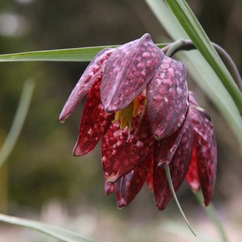 Fritillaire pintade - Fritillaria meleagris  (Floraison)