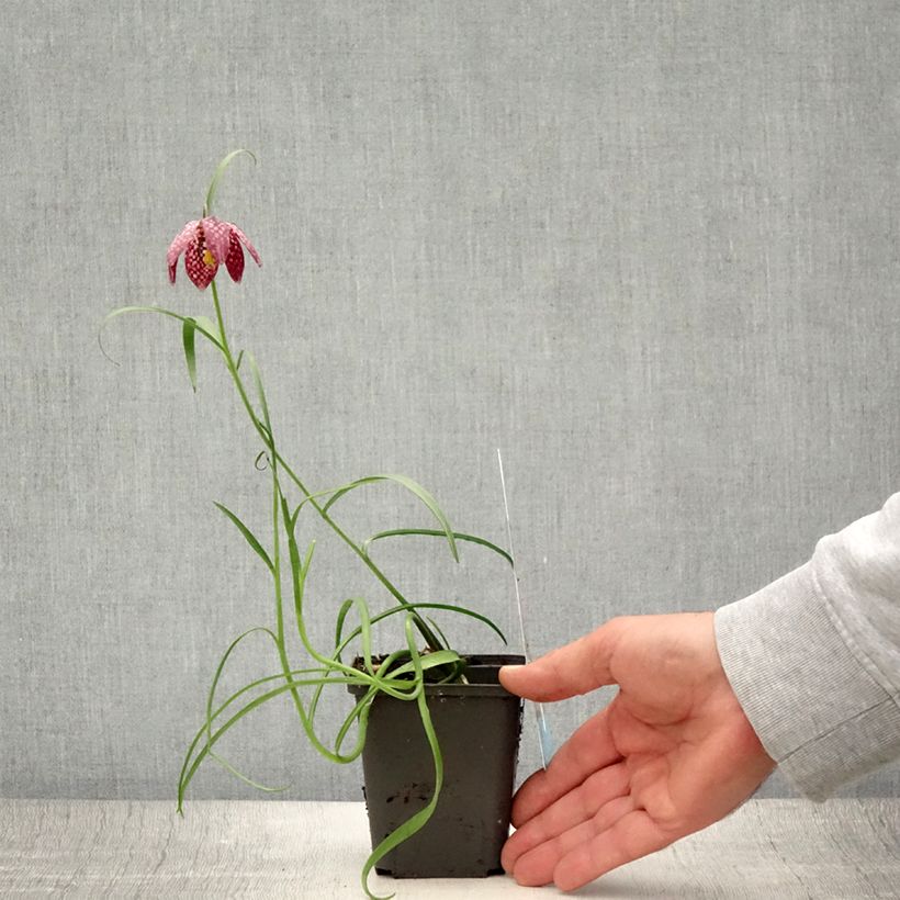 Spécimen de Fritillaire pintade - Fritillaria meleagris  Godet de 8/9 cm calibre 6+ tel que livré en été