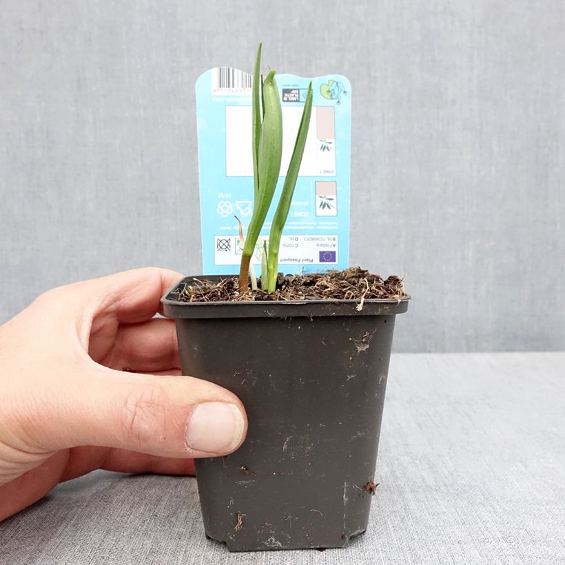Spécimen de Fritillaire pintade - Fritillaria meleagris  - Godet de 8/9 cm tel que livré au printemps