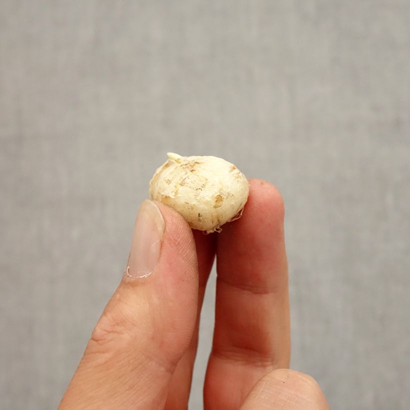 Spécimen de Fritillaire uva-vulpis Bulbe tel que livré en automne