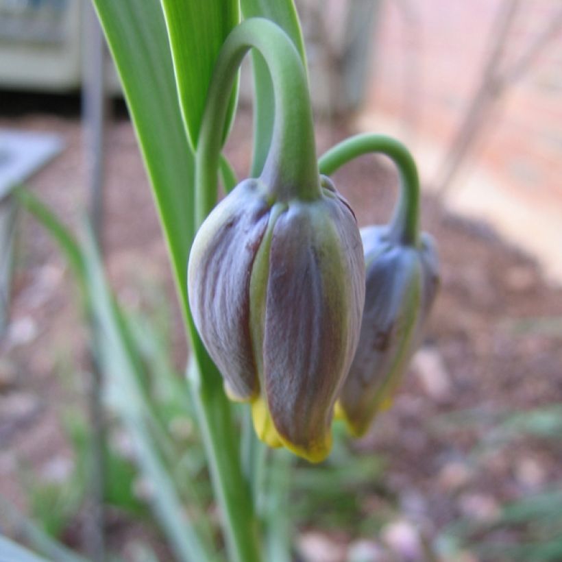 Fritillaire uva-vulpis (Floraison)