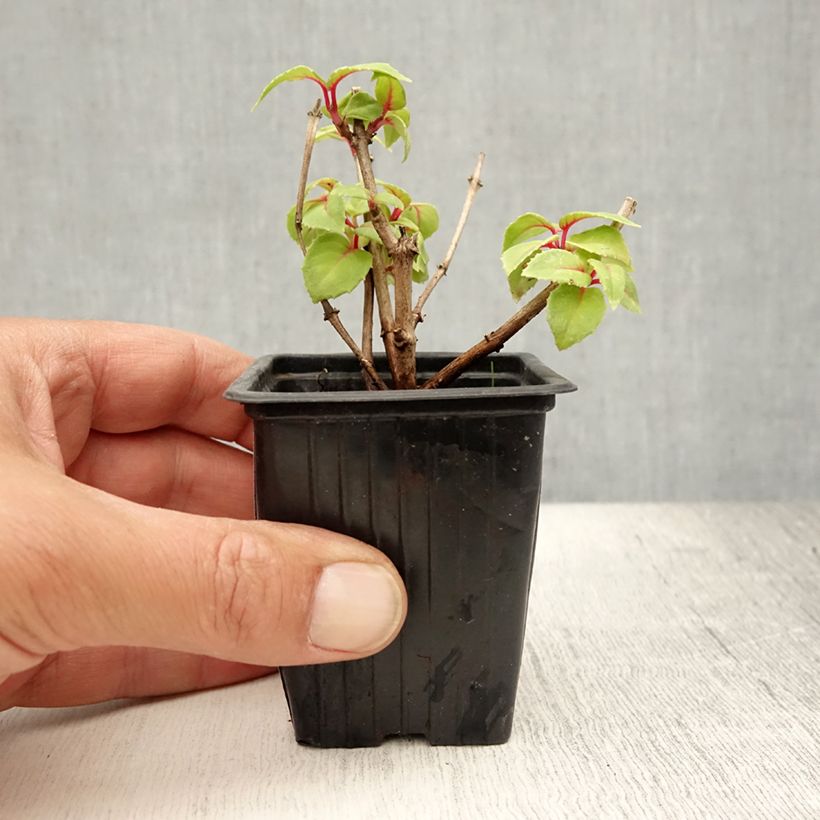 Spécimen de Fuchsia Annabel (Annabelle) Godet de 8/9 cm tel que livré en été