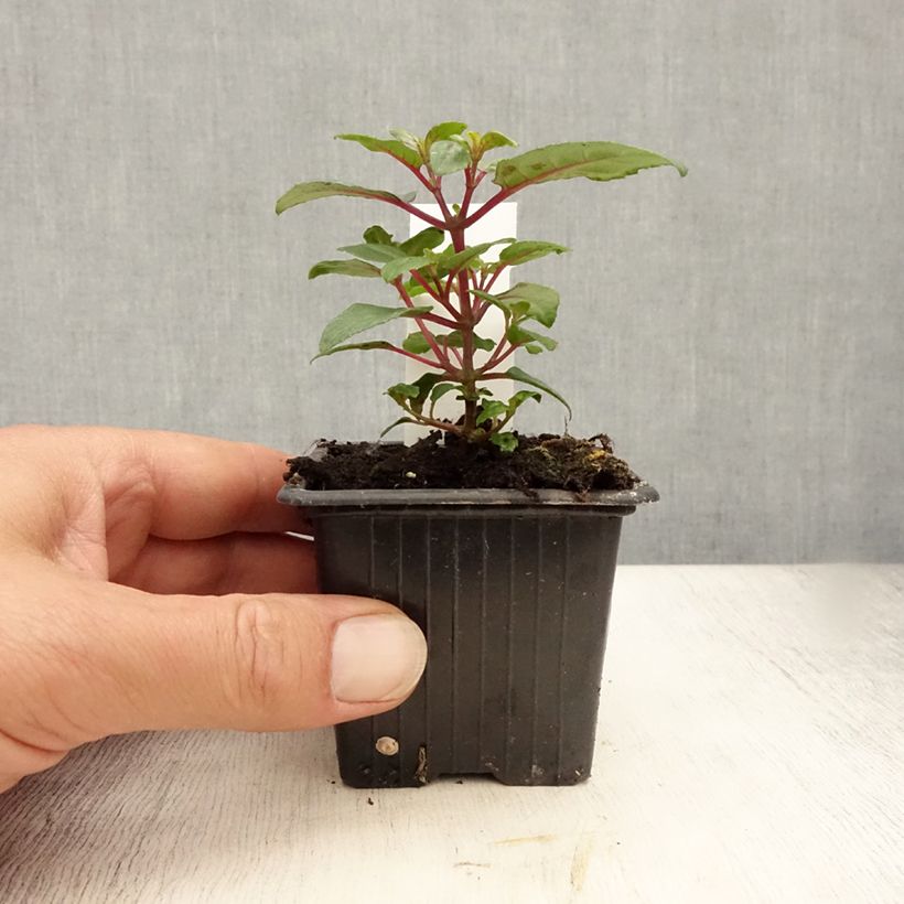 Spécimen de Fuchsia Bernadette Godet de 8/9 cm tel que livré en été