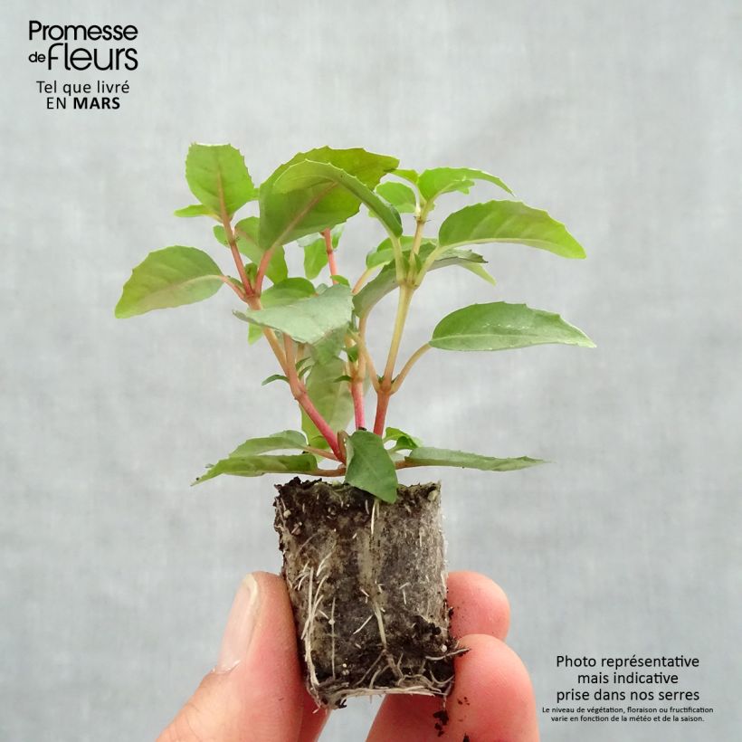 Spécimen de Fuchsia Bush Paula Jane Mini-motte 3 cm tel que livré au printemps