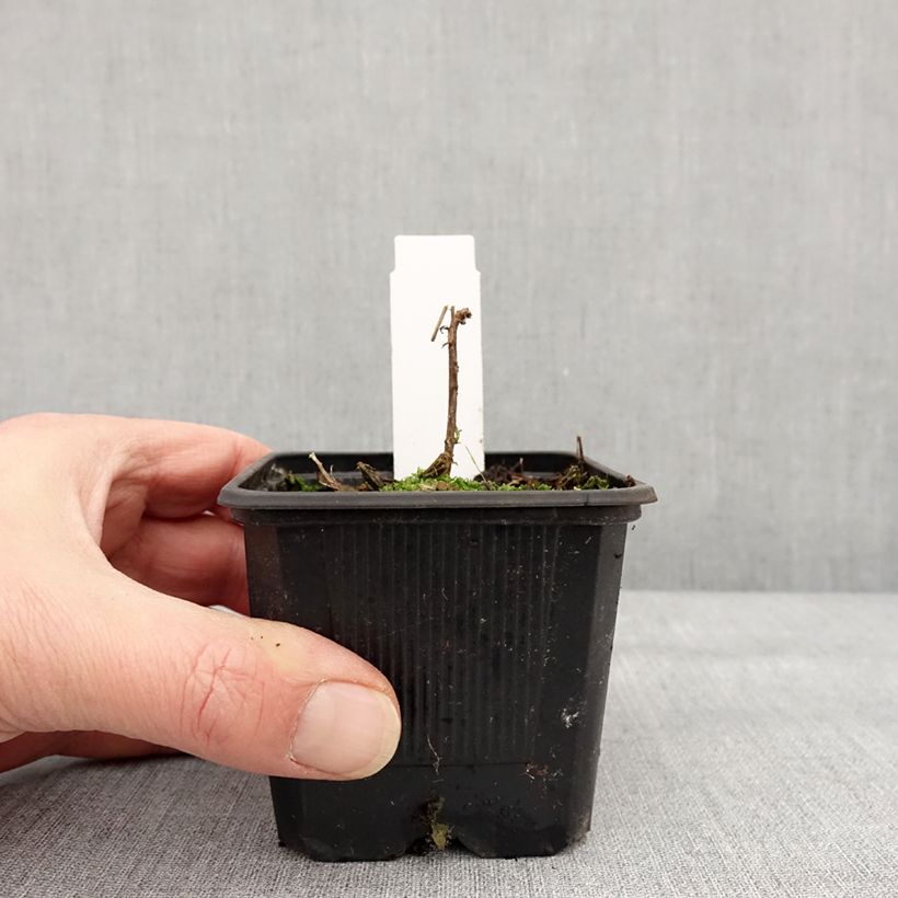 Spécimen de Fuchsia de Californie Dublin  - Epilobium canum - Godet de 8/9 cm tel que livré en hiver