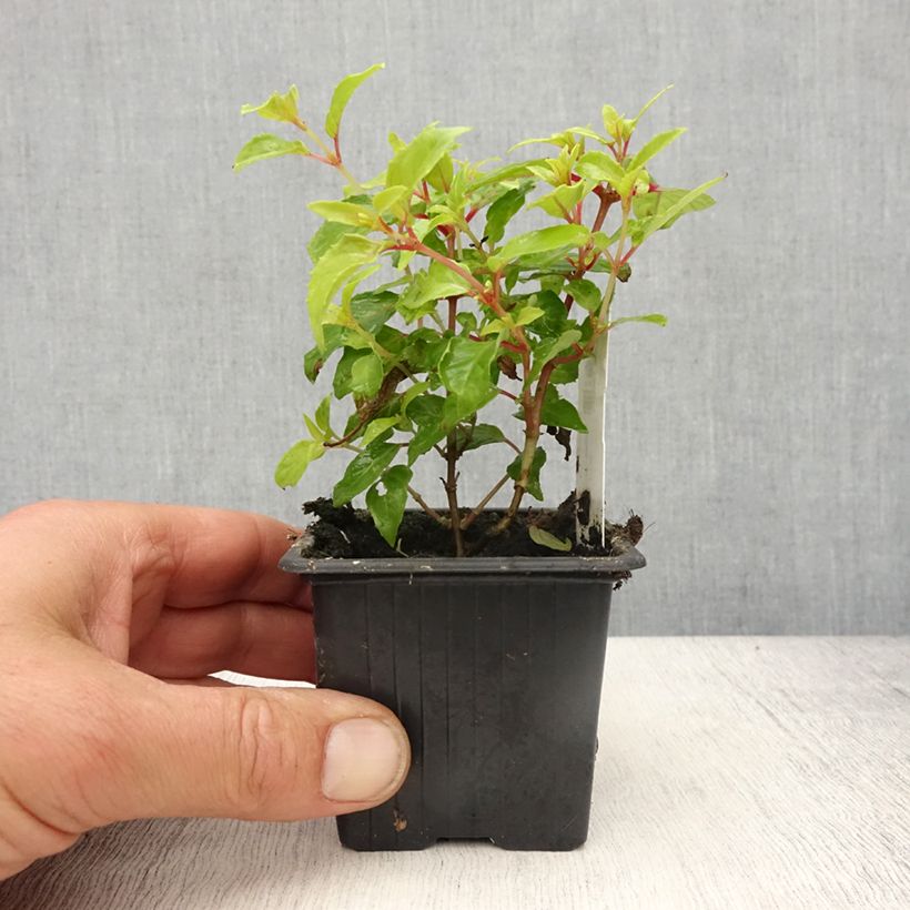 Spécimen de Fuchsia Genii  - Godet de 8/9 cm tel que livré au printemps