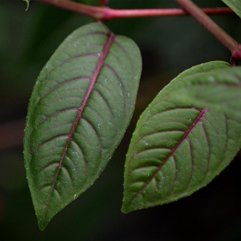 Fuchsia grimpant - Fuchsia Lady Boothby (Feuillage)