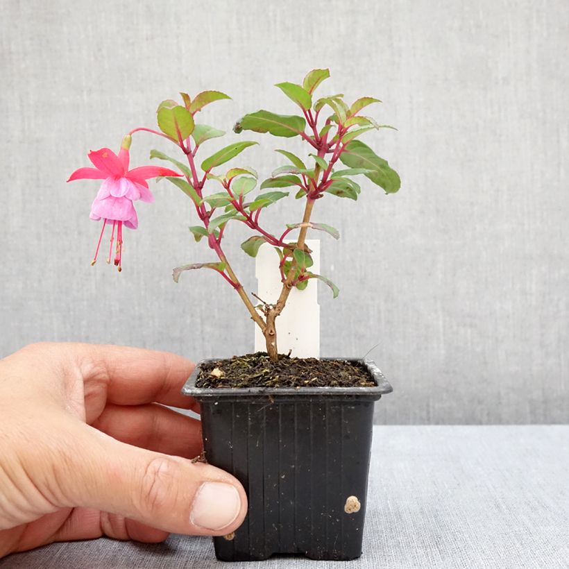 Spécimen de Fuchsia Heidi Ann Godet de 8/9 cm tel que livré en été
