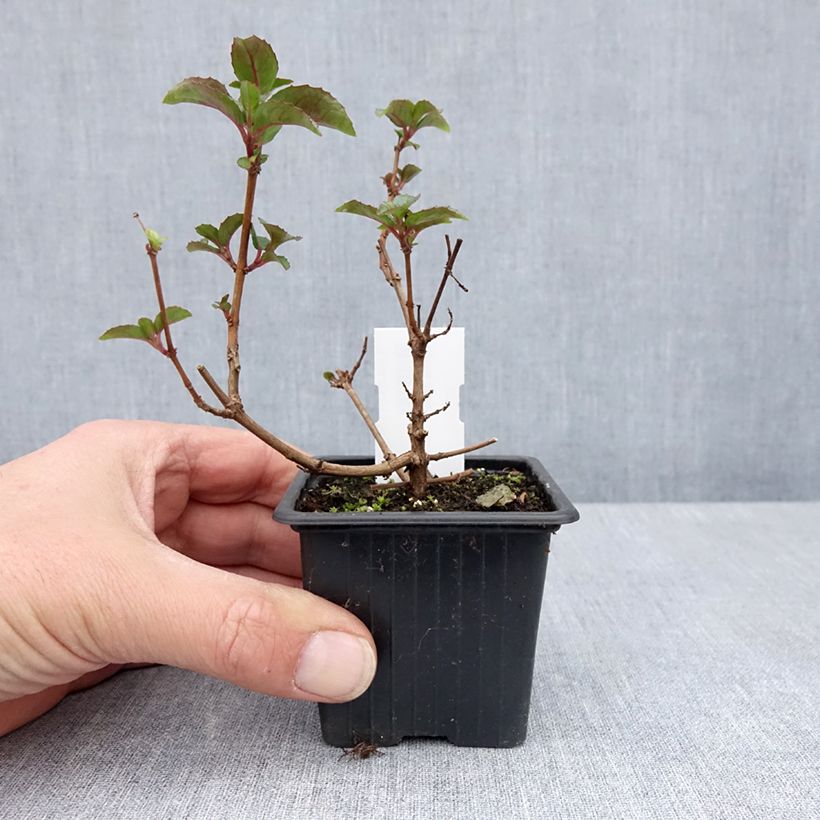 Spécimen de Fuchsia Heidi Ann - Godet de 8/9 cm tel que livré au printemps