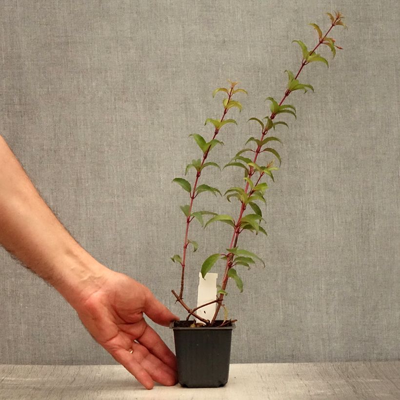 Spécimen de Fuchsia magellanica Godet de 8/9 cm tel que livré en été