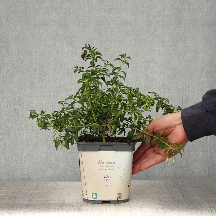 Spécimen de Fuchsia magellanica Hawkshead en pot de 2L/3L tel que livré au printemps