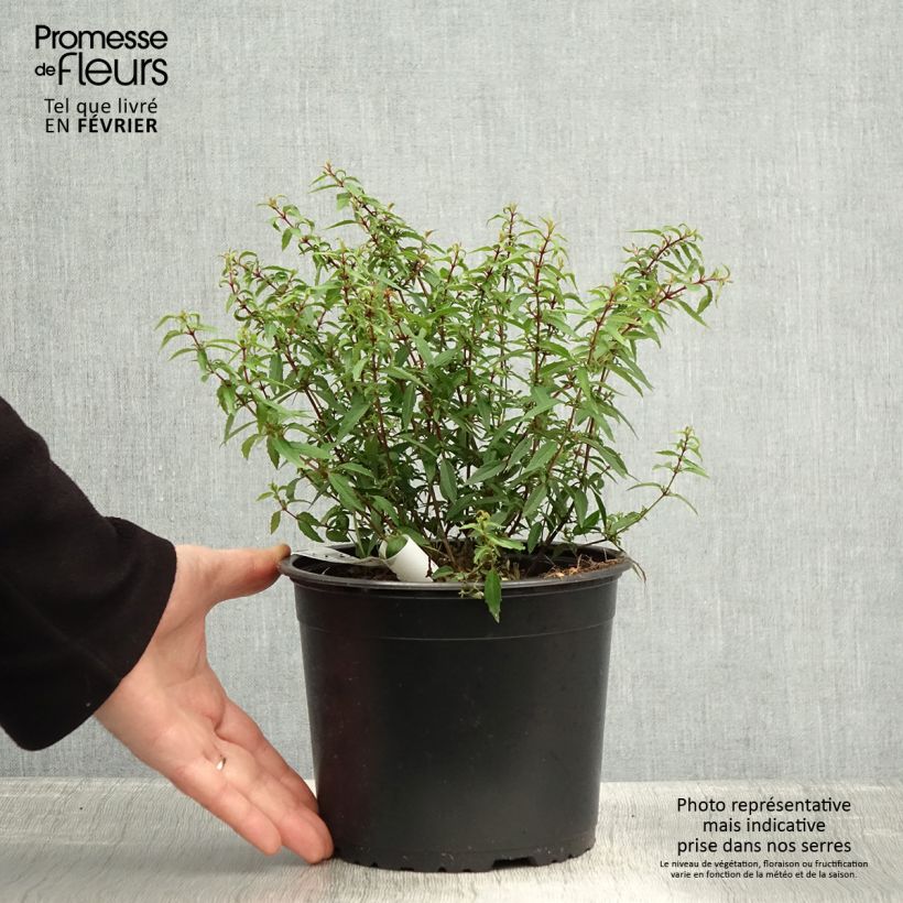 Spécimen de Fuchsia magellanica Pumila Pot de 3L/4L tel que livré en hiver