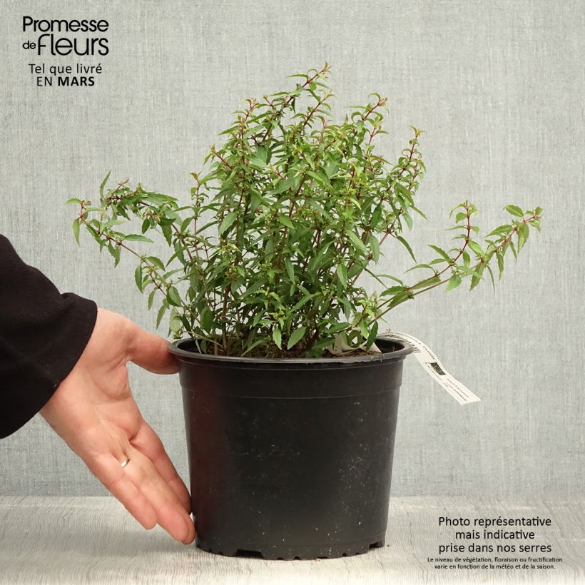 Spécimen de Fuchsia magellanica Pumila - Pot de 3L/4L tel que livré au printemps