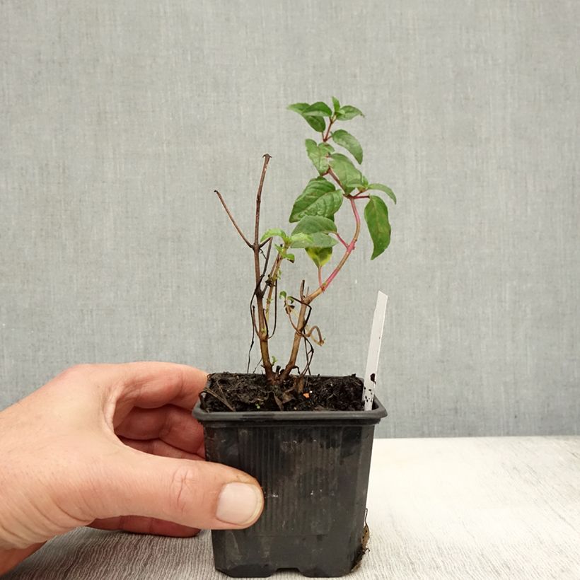 Spécimen de Fuchsia magellanica Snow Cap - Fuchsia rustique Godet de 8/9 cm tel que livré en automne