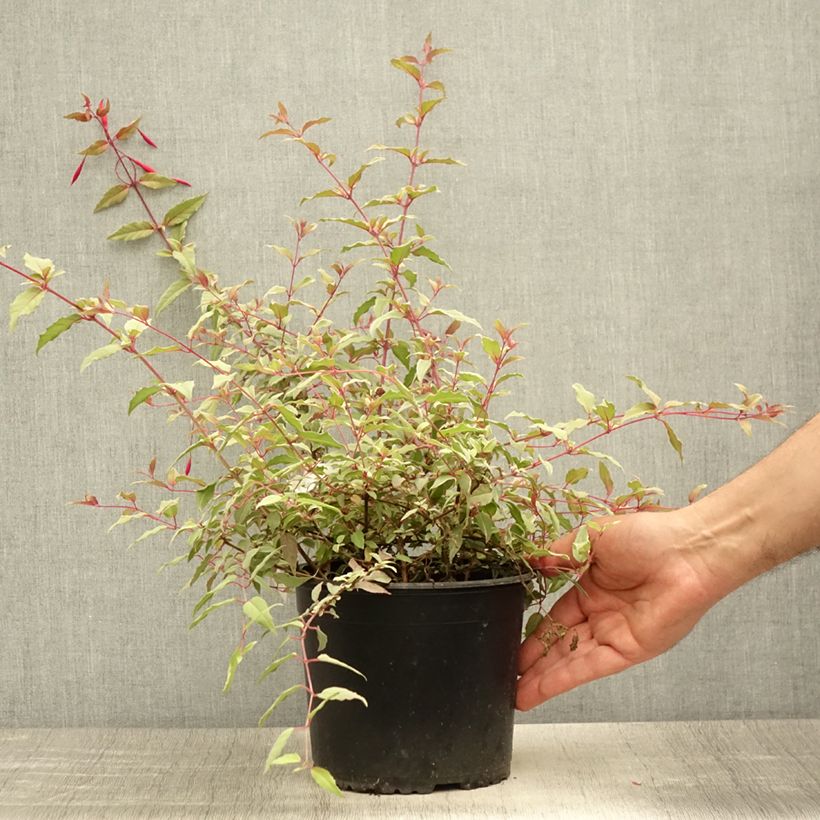 Spécimen de Fuchsia magellanica Tricolorii Pot de 2L/3L tel que livré en été