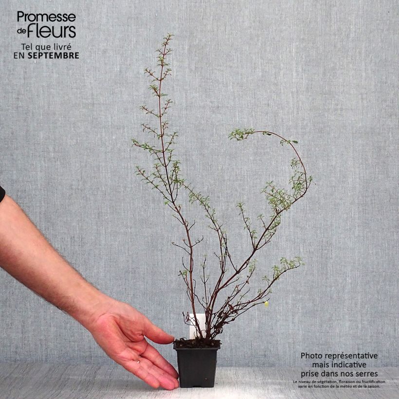 Spécimen de Fuchsia minutiflora Godet de 8/9 cm tel que livré en automne