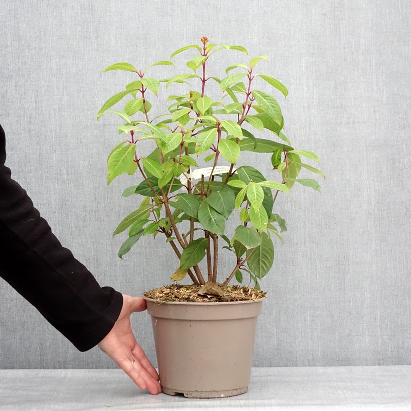 Spécimen de Fuchsia paniculata - Pot de 4L/5L tel que livré en hiver
