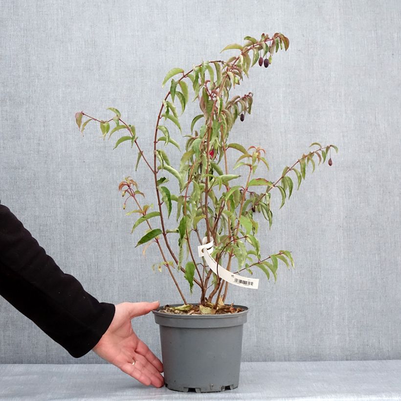 Spécimen de Fuchsia regia Regal Pot de 3L/4L tel que livré en hiver