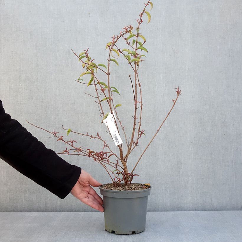 Spécimen de Fuchsia regia Regal - Pot de 3L/4L tel que livré au printemps