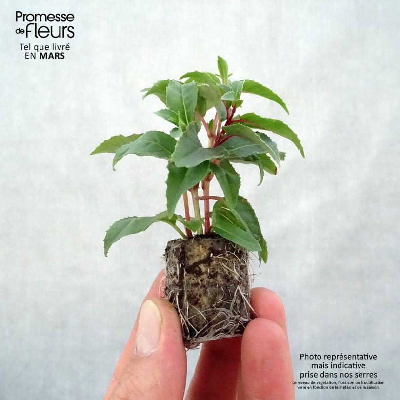 Spécimen de Fuchsia retombant Bicentennial - Mini-motte Ø 3/4 cm tel que livré au printemps