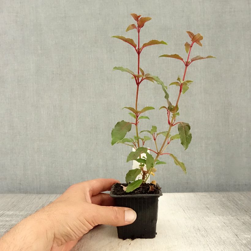 Spécimen de Fuchsia rustique Alice Hoffman Godet de 8/9 cm tel que livré en été