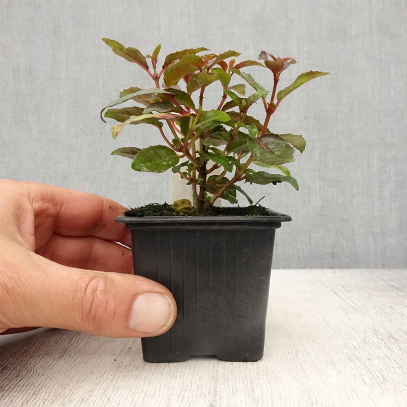 Spécimen de Fuchsia rustique Alice Hoffman - Godet de 8/9 cm tel que livré au printemps