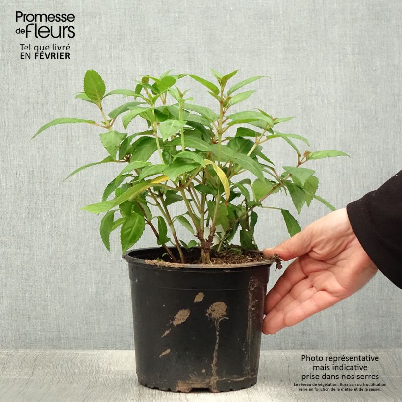 Spécimen de Fuchsia rustique Charming Pot de 3L/4L tel que livré en hiver