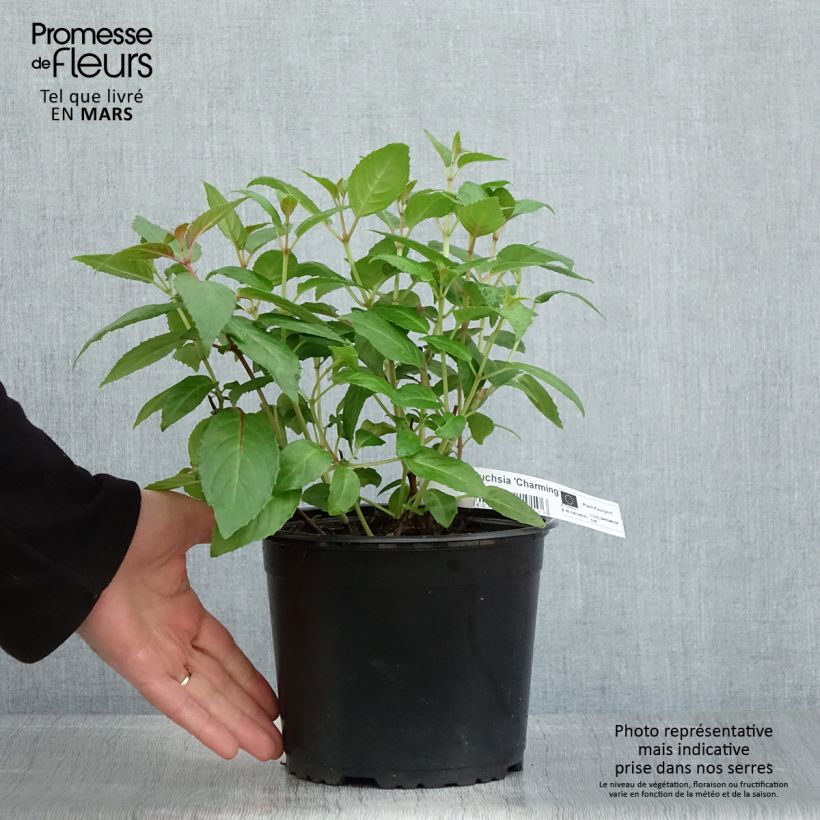 Spécimen de Fuchsia rustique Charming - Pot de 3L/4L tel que livré au printemps
