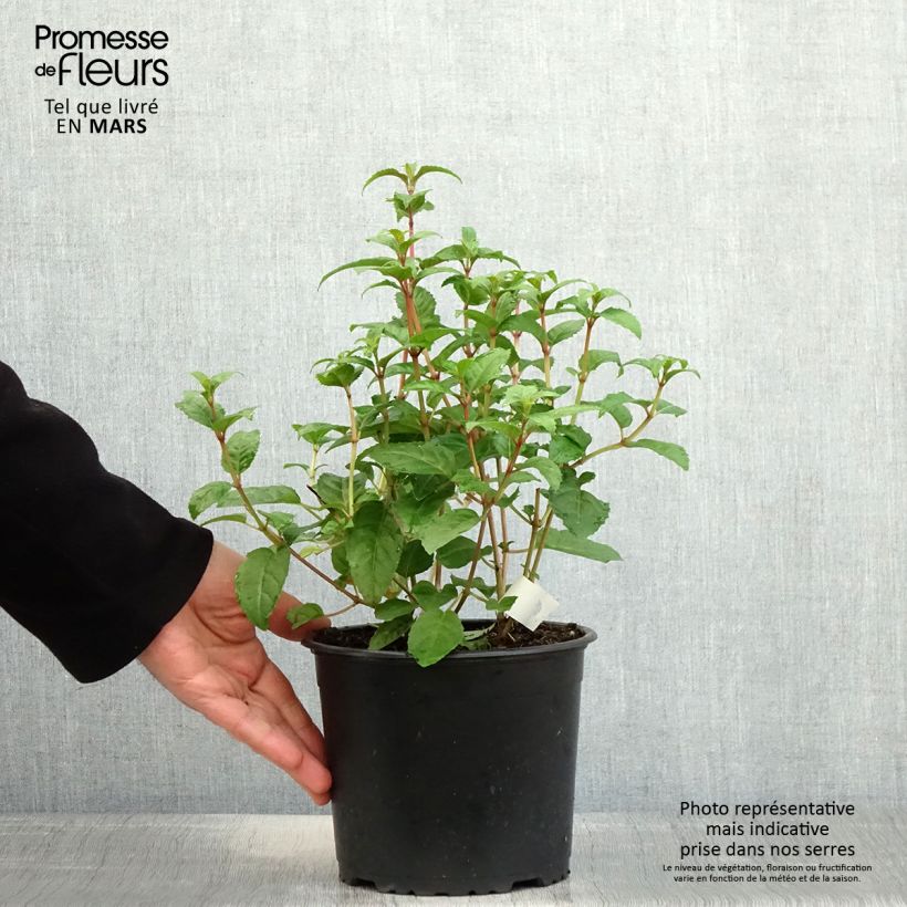 Spécimen de Fuchsia rustique Connie - Pot de 3L/4L tel que livré au printemps