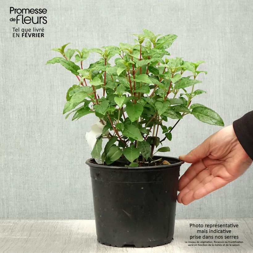 Spécimen de Fuchsia rustique Princess Dollar Pot de 2L/3L tel que livré en hiver