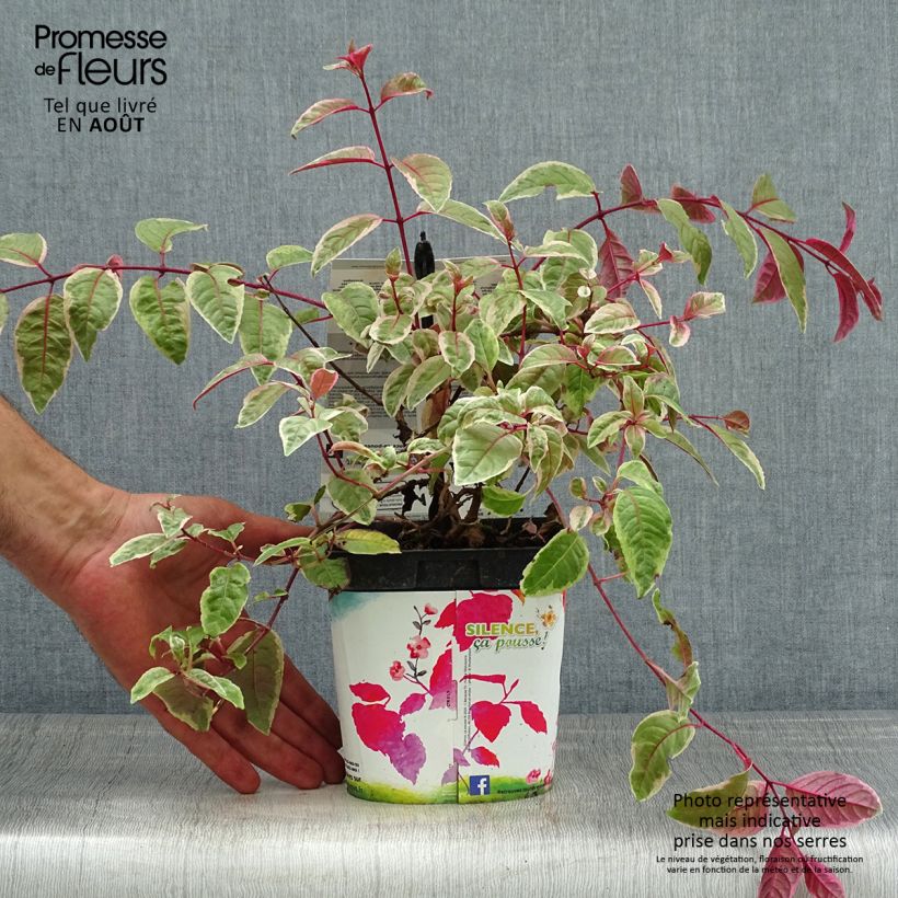 Spécimen de Fuchsia rustique Tom West Pot de 2L/3L tel que livré en été