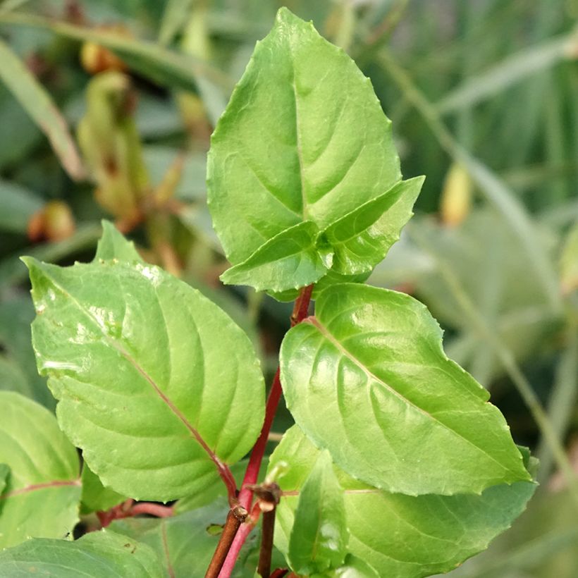 Fuchsia rustique White King (Feuillage)