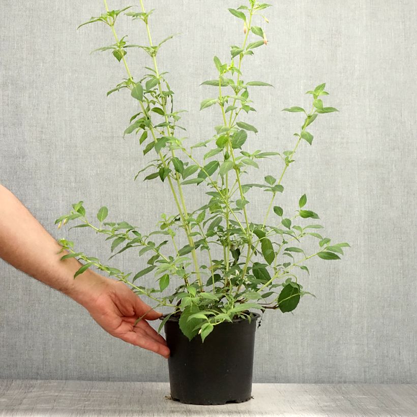 Spécimen de Fuchsia rustique Whiteknights Pearl Pot de 2L/3L tel que livré en été