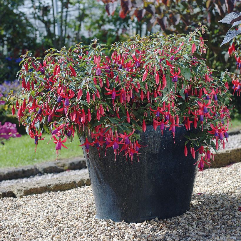 Fuchsia Sundancer  (Floraison)