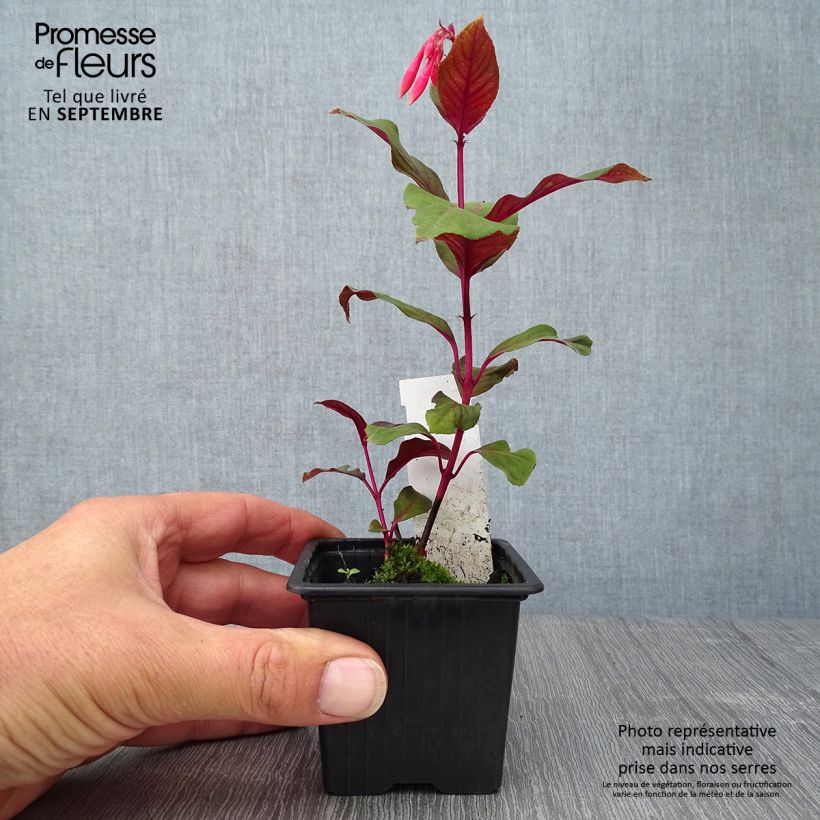 Spécimen de Fuchsia Thalia tel que livré en automne